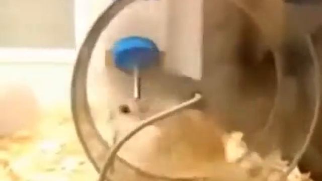 ХОМЯКИ Non Stop! Прикольное видео) Funny смотреть онлайн