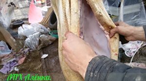 Вьетнамские вислобрюхие свиньки.  / Разделка тушки. /Вес и выход чистым весом.