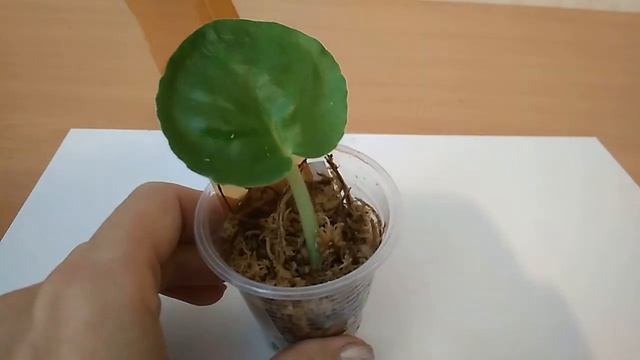 Укоренение листа фиалки в сфагнуме смотреть онлайн
