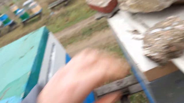 27 декабря осмотр зимующей пчелы смотреть онлайн