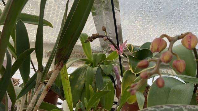 FEB Greenhouse Tour. The Bad & The Ugly of Growing During Winter 🥶 смотреть онлайн