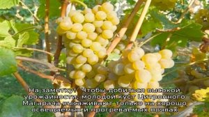 Виноград Цитронный Магарача