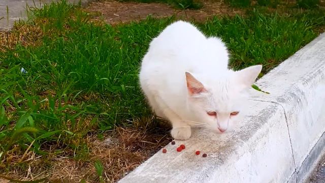При дрессировке кошки главное - сделать вид, что вы отдали именно ту команду, которую она выполнила