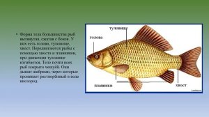 Рыбы природоведение 6 кл.mp4