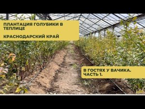 Голубика в теплице. В гостях у Вачика. Часть1