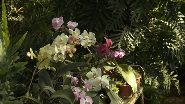 Киевские орхидеи / Kiev Orchids смотреть онлайн