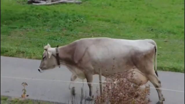 Швейцарские КОРОВЫ! Красота! смотреть онлайн