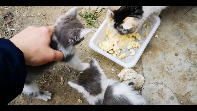 Веселые котята. смотреть онлайн