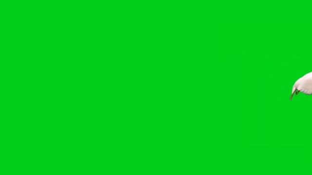GREEN SCREEN Dove Birds Flying Effects HD No Copyright|| #greenscreen #photoshop #tutorial #reels