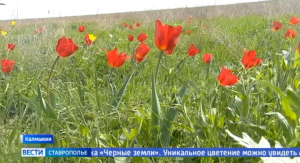 В Калмыкии зацвели дикие тюльпаны