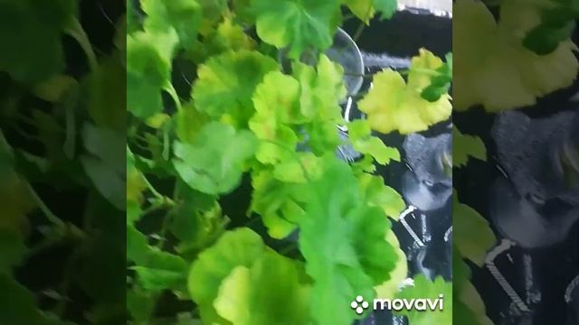 Новые поступления!!! Пришли коллекционное сорта пеларгоний. Почта сработала на троечку смотреть онлайн