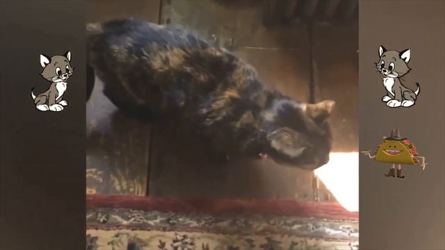 Выдался скучный день или всё уныло? Посмотри смешное видео с котятами. Смешные коты и кошки 2021 смотреть онлайн