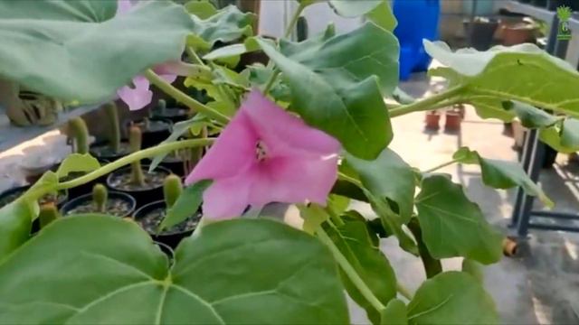 Uncarina Abbreviata (Cactus and Succulents) смотреть онлайн