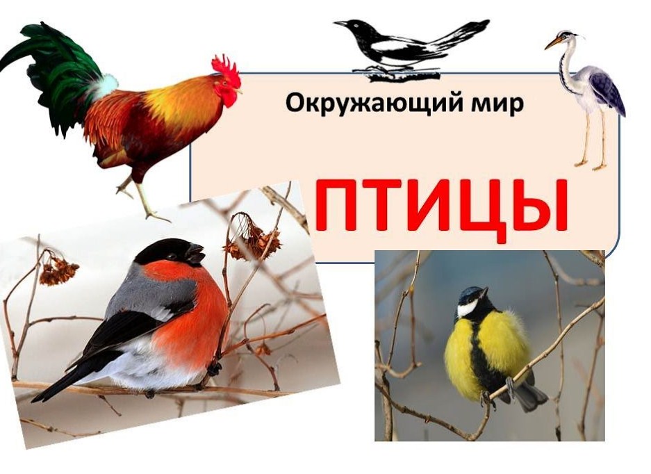 Птицы. Строение птицы. Строение пера. Виды птиц смотреть онлайн