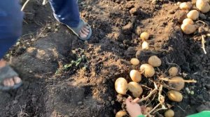 Сорт картофеля Лилея результаты в 2023 году. Воронежская обл. Питомник  Мирошниченко. Посадочный ес