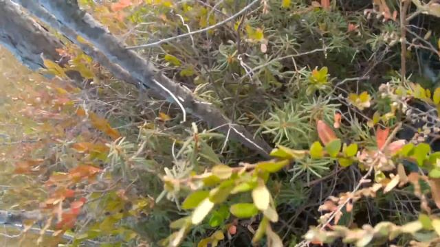 Охота на Глухаря на болоте, с подхода. Взяли трофея! Hunting Capercaillie. смотреть онлайн