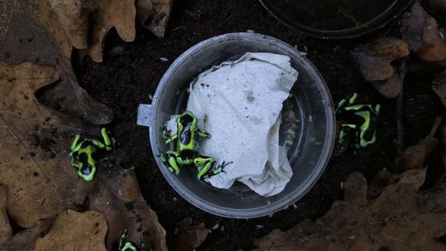 ДЕНДРОБАТИСЫ ЕДЯТ ФРУКТОВУЮ МУХУ. Dendrobates Auratus eating fruit flies смотреть онлайн