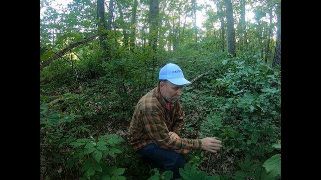 Sarsaparilla An Overlooked And Expansive Woodland Plant That Has Been Used As Rootbeer смотреть онлайн