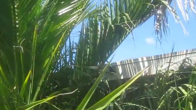 Canary Island Date Palm in Vancouver, Canada part 2 смотреть онлайн