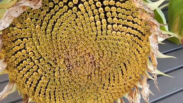 Совет от кашля. Десерт. Заказала себе работу 🙈 с Амазон.Мои бабочки 🦋 смотреть онлайн