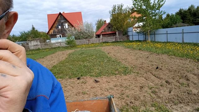 Скворцы на пашне.mp4