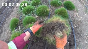 Фестука (Овсяница) - размножение за 3 минуты.