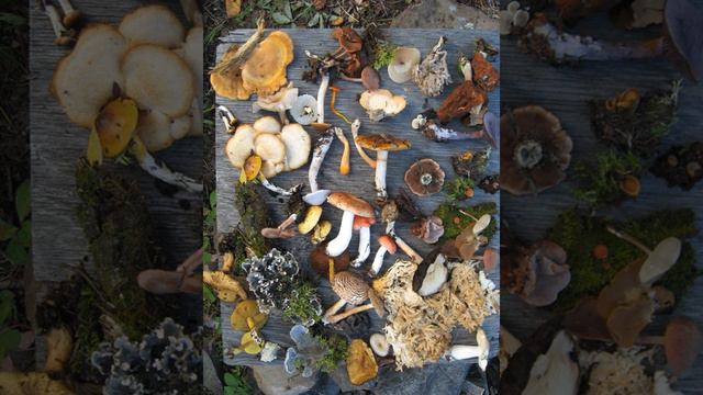 Value of biodiversity | Wikipedia audio article смотреть онлайн