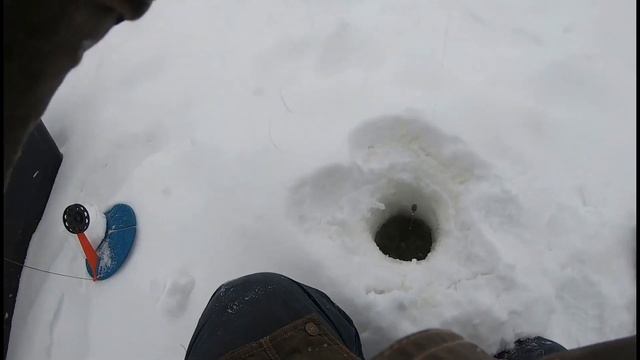 Налим альбинос. Такого гламурного налима я ещё не видел. смотреть онлайн