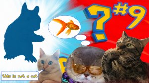 Purrfect #9 | Свежая подборка питомцев | Смешные и милые | Забавные Животные | Приколы 2024