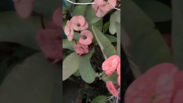 Highlight 0:49 – 5:49 from Euphorbia milii смотреть онлайн