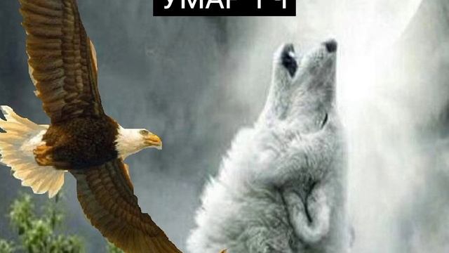 Эльдар Агачаев Песня- Волки?воют Орлы? летают смотреть онлайн