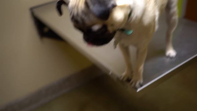 Two INFECTIONS!! Pug Treatment смотреть онлайн