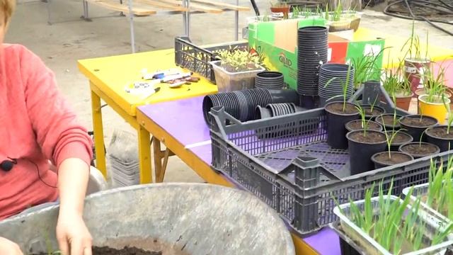 Пикировка лилейников. Часть 2 смотреть онлайн