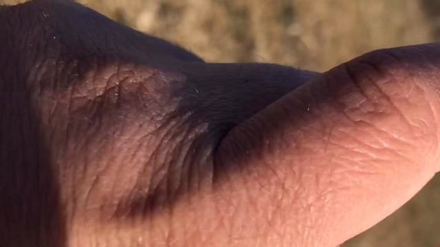 Ловля певчих птиц. Щегол,Реполов,Овсянка и ловля ястреба. смотреть онлайн