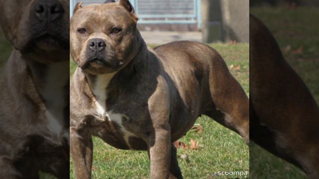 pitbul kral смотреть онлайн