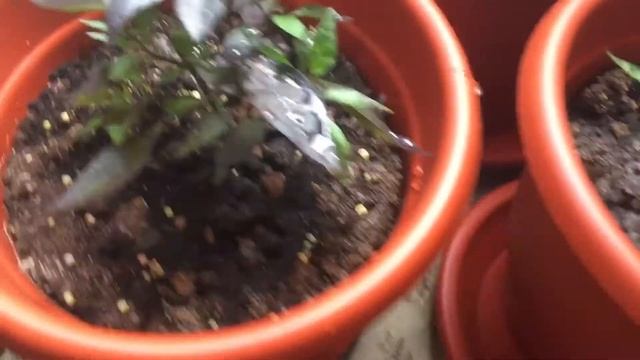 Выращивание острого перца(Carolina Reaper) #4 смотреть онлайн