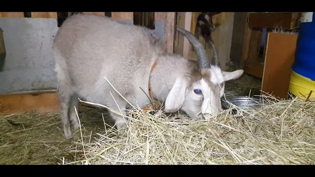 Козы. Вет. врач? или...? Ответы на вопросы. смотреть онлайн