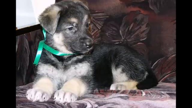 чунга чанга смотреть онлайн