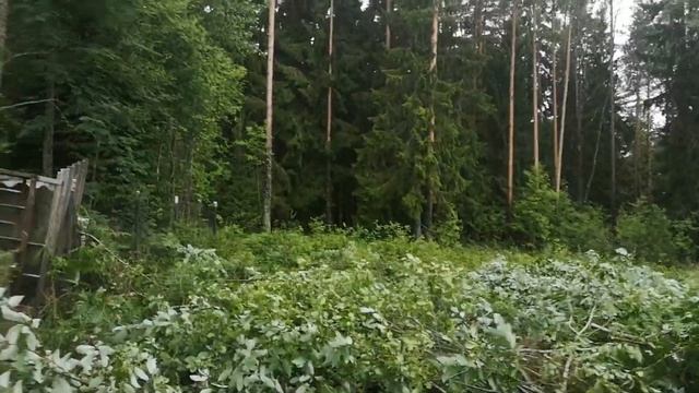 Дача с нуля. День 1-2. Спил деревьев смотреть онлайн