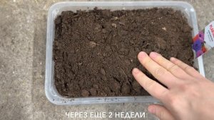 Как я проращиваю анемоны