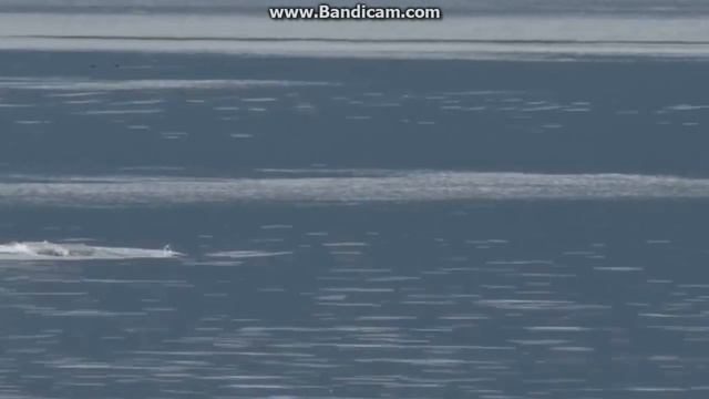 kasatki смотреть онлайн