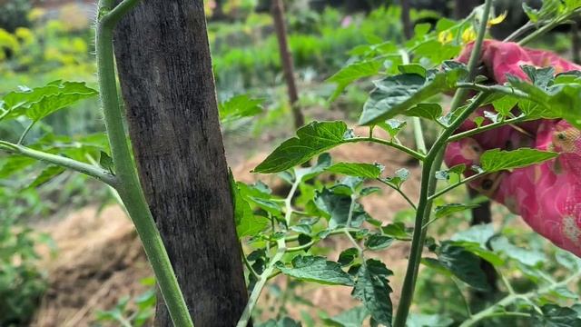 Томат Клубничный поцелуй, из магнита смотреть онлайн