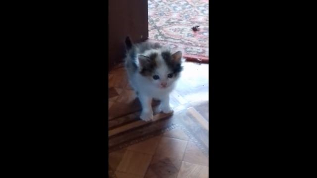 Реакция #1 взрослой кошки на маленького котёнка. Приколы. Cat смотреть онлайн