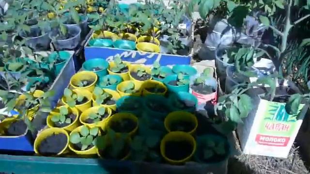 Парник переживший аномальный мороз и снегопад смотреть онлайн