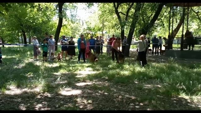 Бердянск. Выставка собак. Парк П.П.Шмидта смотреть онлайн