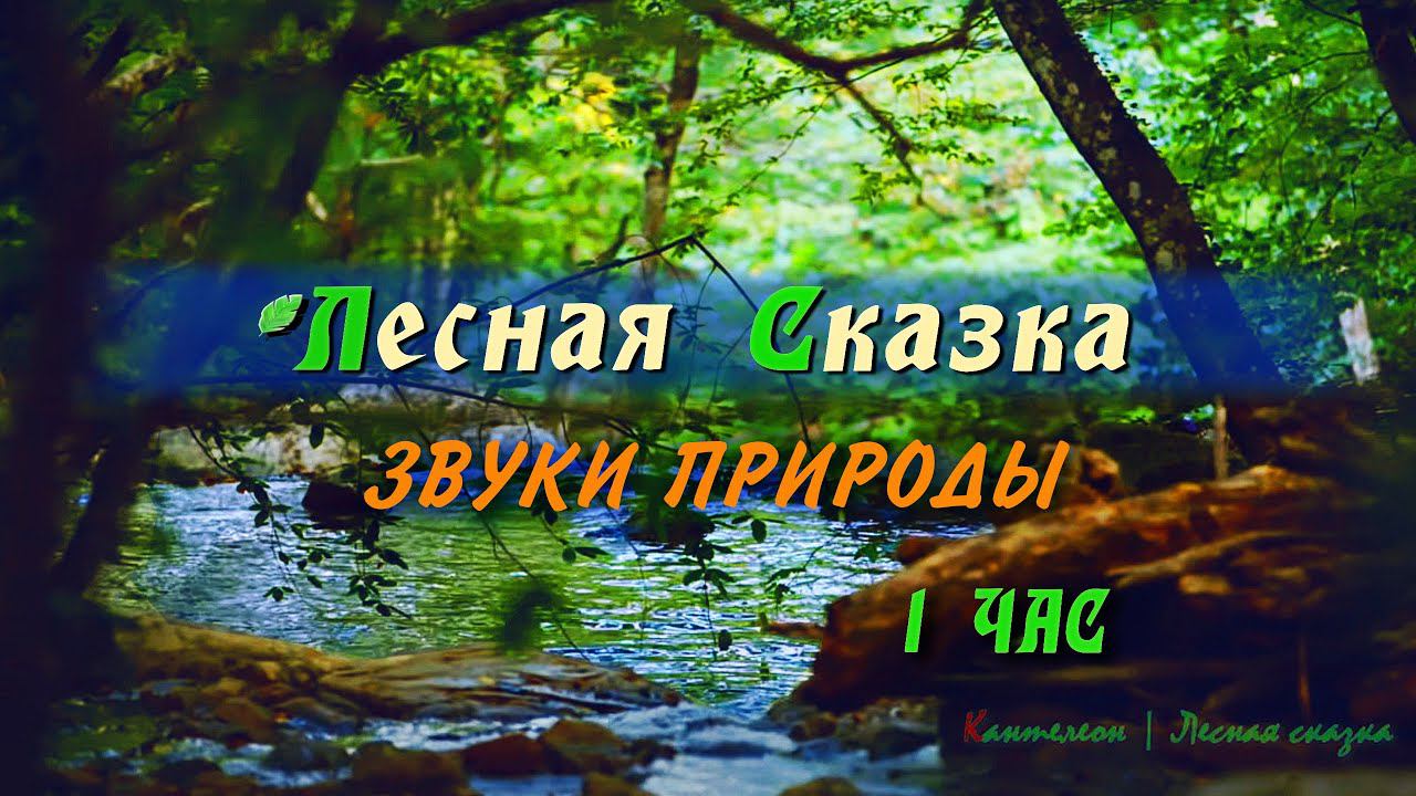 Звуки природы слушать 1 час Лесной ручей, звуки леса и пение птиц для размышлений в покое Full HD смотреть онлайн