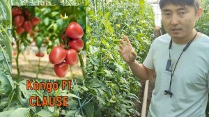 Kongo F1 и Madrid F1. Оригинальные томаты от компании Clause! Обязательно попробуйте вырастить!