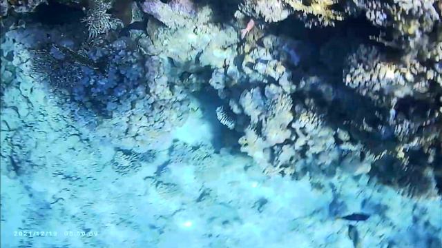 Риф Континенталь Гарден. Мурена в своем логове. смотреть онлайн