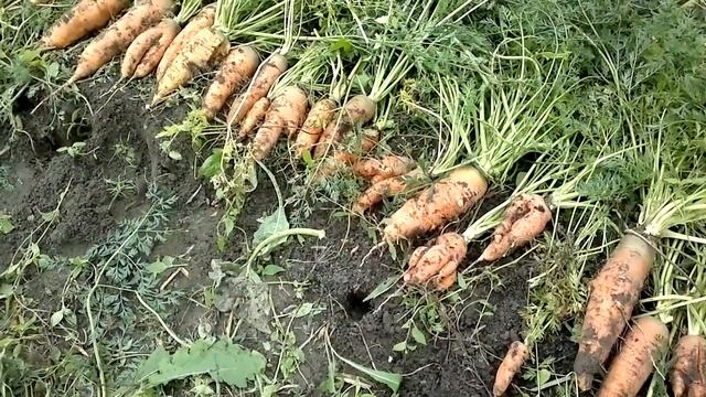 Сравнение между сортами моркови смотреть онлайн