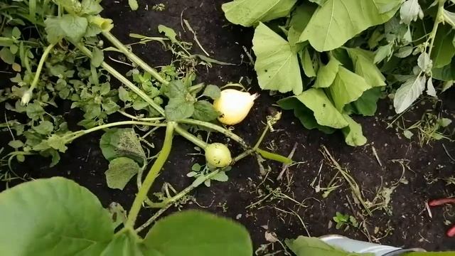 Укрощение строптивой !!! смотреть онлайн
